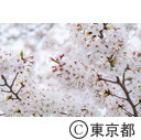 都立舎人公園の桜