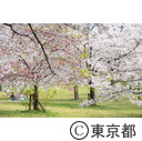 都立舎人公園の桜
