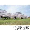 都立舎人公園の桜