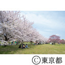 都立舎人公園の桜