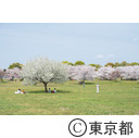 都立舎人公園の桜
