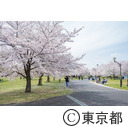 都立舎人公園の桜