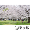 都立舎人公園の桜
