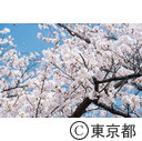 舎人緑道公園周辺の桜