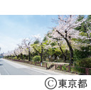 舎人緑道公園周辺の桜