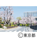 舎人緑道公園周辺の桜