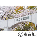 都立水元公園周辺の桜