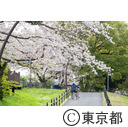 都立水元公園周辺の桜