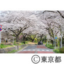 都立水元公園周辺の桜