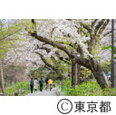 都立水元公園周辺の桜