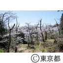 都立滝山自然公園・滝山城跡の桜