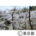 都立滝山自然公園・滝山城跡の桜