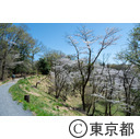 都立滝山自然公園・滝山城跡 大池址の桜