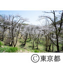 都立滝山自然公園・滝山城跡 大池址の桜
