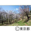 都立滝山自然公園・滝山城跡 大池址の桜