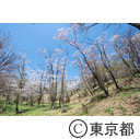 都立滝山自然公園・滝山城跡 大池址の桜