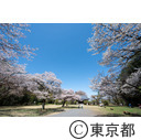 都立滝山自然公園・滝山城跡 中の丸址の桜