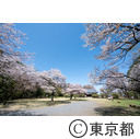 都立滝山自然公園・滝山城跡 中の丸址の桜