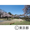 都立滝山自然公園・滝山城跡 中の丸址の桜
