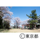 都立滝山自然公園・滝山城跡 中の丸址の桜