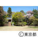 都立滝山自然公園・滝山城跡 霞神社の桜