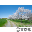 都立滝山自然公園・滝山城跡付近の桜