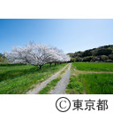 都立滝山自然公園・滝山城跡付近の桜