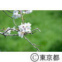 都立滝山自然公園・滝山城跡付近の桜