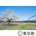 八王子市 滝ガ原運動場の桜