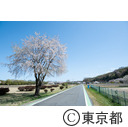 八王子市 滝ガ原運動場の桜