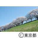 滝山台見晴公園の桜