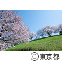 滝山台見晴公園の桜