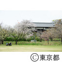 足立区都市農業公園の桜