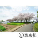 足立区都市農業公園の桜