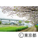 足立区都市農業公園の桜