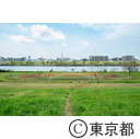 足立区都市農業公園の荒川河川敷花壇（チューリップ）