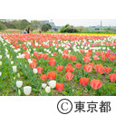 足立区都市農業公園の荒川河川敷花壇（チューリップ）