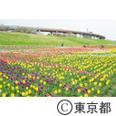 足立区都市農業公園の荒川河川敷花壇（チューリップ）