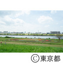 足立区都市農業公園の荒川河川敷花壇（チューリップ）