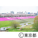 北区立荒川赤羽桜堤緑地の桜と芝桜