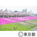 北区立荒川赤羽桜堤緑地の桜と芝桜