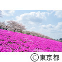 北区立荒川赤羽桜堤緑地の桜と芝桜
