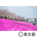 北区立荒川赤羽桜堤緑地の桜と芝桜
