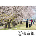 北区立荒川赤羽桜堤緑地の桜と芝桜