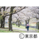 北区立荒川赤羽桜堤緑地の桜と芝桜