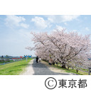 荒川岩淵関緑地の桜と新旧岩淵水門