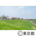 荒川岩淵関緑地の桜