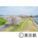赤羽岩淵関緑地の桜