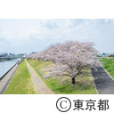北区立荒川赤羽桜堤緑地の桜