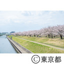 北区立荒川赤羽桜堤緑地の桜